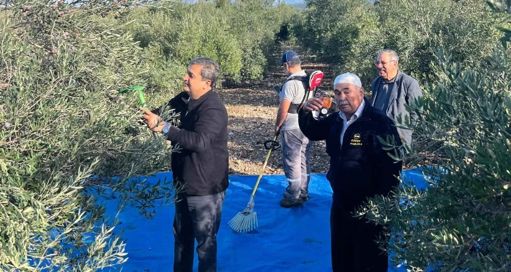Serik’te Zeytin Hasadı ve Zeytinyağı Üretimi başladı 