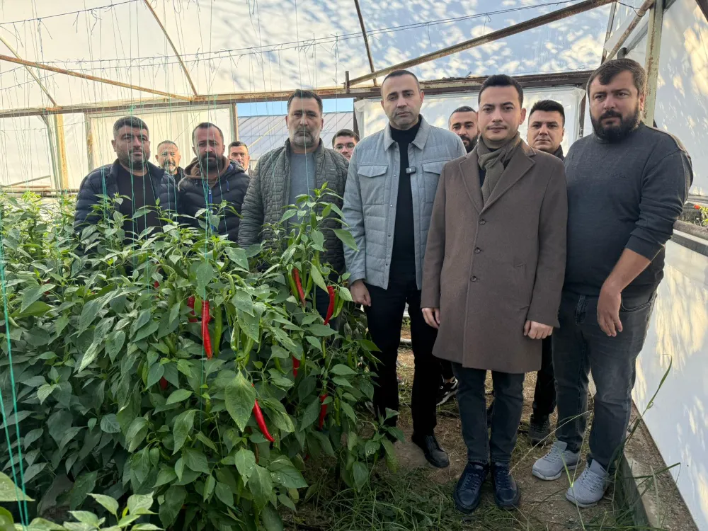 Milletvekili Kaya: Biber dalında kaldı, toplama maliyeti satış fiyatına denk geliyor