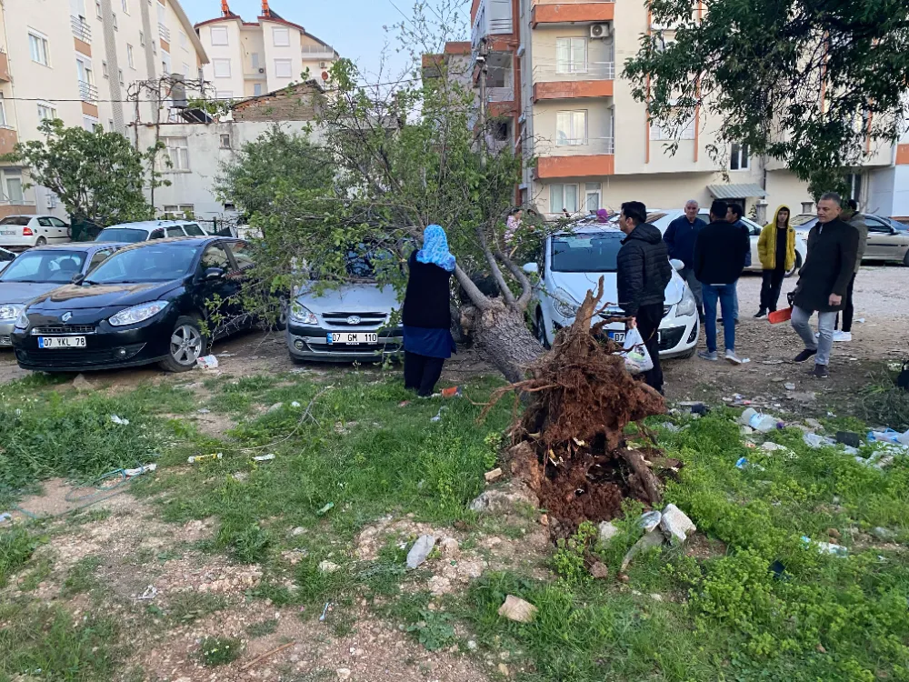 Serik’te şiddetli rüzgar ağaçlar devirdi 