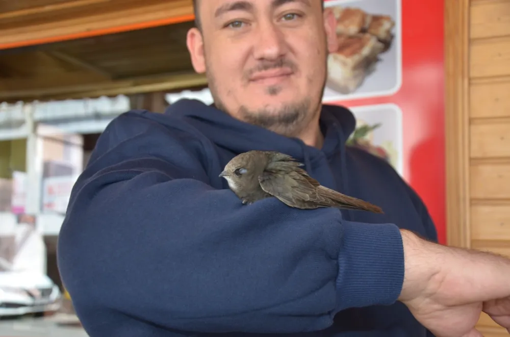 Koluna Ebabil Kuşu kondu