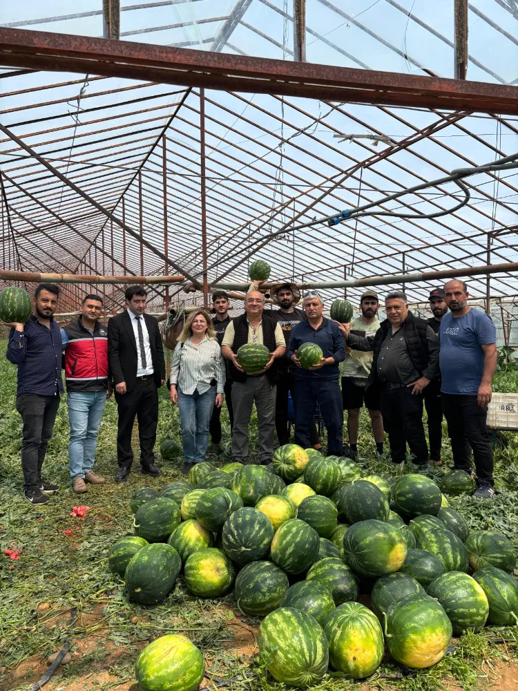 Serik’te Örtü Altı Karpuz Üretimi Hasat Olgunluğuna Ulaştı
