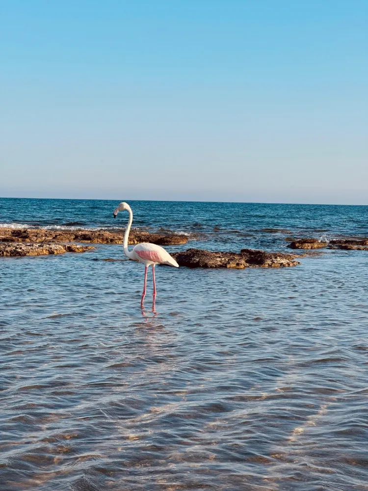 İlarma Sahilinde Flamingo görüldü 