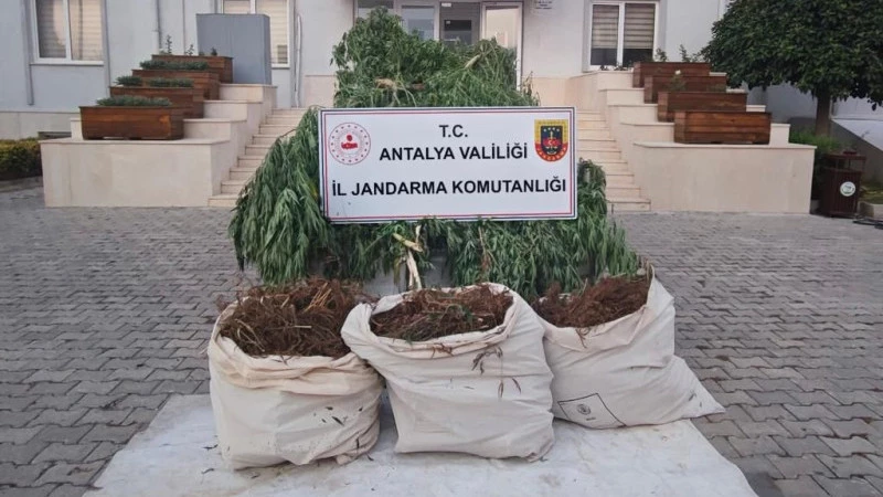 Jandarmadan uyuşturucu operasyonu