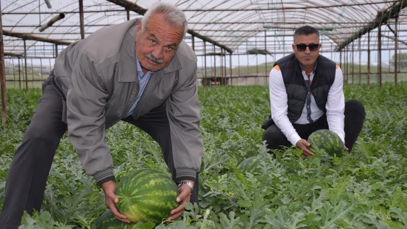 Karpuzda hasat zamanı