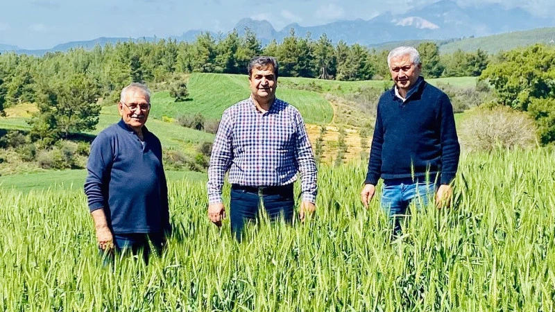 Serik’te 50 bin ton buğday ve arpa hasadı bekleniyor