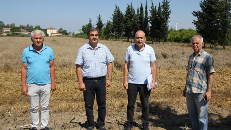 Serik’te yağmurlar buğday hasadını geciktirdi