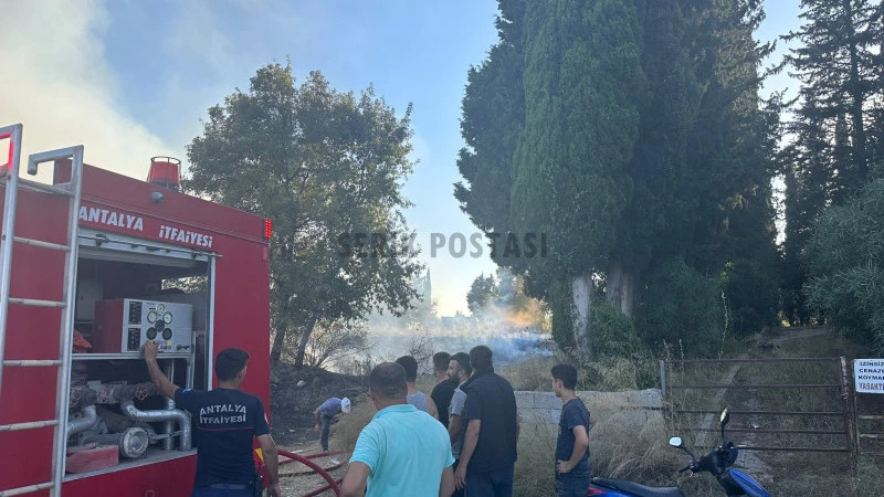 Serik’te palmiye ağaçları tamamen yandı